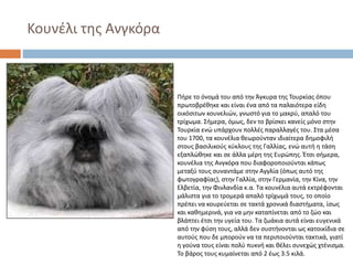 Κουνέλι της Ανγκόρα

Πήρε το όνομά του από την Άγκυρα της Τουρκίας όπου
πρωτοβρέθηκε και είναι ένα από τα παλαιότερα είδη
οικόσιτων κουνελιών, γνωστό για το μακρύ, απαλό του
τρίχωμα. Σήμερα, όμως, δεν το βρίσκει κανείς μόνο στην
Τουρκία ενώ υπάρχουν πολλές παραλλαγές του. Στα μέσα
του 1700, τα κουνέλια θεωρούνταν ιδιαίτερα δημοφιλή
στους βασιλικούς κύκλους της Γαλλίας, ενώ αυτή η τάση
εξαπλώθηκε και σε άλλα μέρη της Ευρώπης. Έτσι σήμερα,
κουνέλια της Ανγκόρα που διαφοροποιούνται κάπως
μεταξύ τους συναντάμε στην Αγγλία (όπως αυτό της
φωτογραφίας), στην Γαλλία, στην Γερμανία, την Κίνα, την
Ελβετία, την Φινλανδία κ.α. Τα κουνέλια αυτά εκτρέφονται
μάλιστα για το τρομερά απαλό τρίχωμά τους, το οποίο
πρέπει να κουρεύεται σε τακτά χρονικά διαστήματα, ίσως
και καθημερινά, για να μην καταπίνεται από το ζώο και
βλάπτει έτσι την υγεία του. Τα ζωάκια αυτά είναι ευγενικά
από την φύση τους, αλλά δεν συστήνονται ως κατοικίδια σε
αυτούς που δε μπορούν να τα περιποιούνται τακτικά, γιατί
η γούνα τους είναι πολύ πυκνή και θέλει συνεχώς χτένισμα.
Το βάρος τους κυμαίνεται από 2 έως 3.5 κιλά.

 