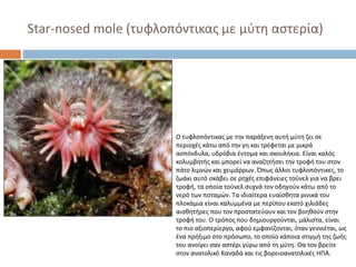 Star-nosed mole (τυφλοπόντικας με μύτη αστερία)

Ο τυφλοπόντικας με την παράξενη αυτή μύτη ζει σε
περιοχές κάτω από την γη και τρέφεται με μικρά
ασπόνδυλα, υδρόβια έντομα και σκουλήκια. Είναι καλός
κολυμβητής και μπορεί να αναζητήσει την τροφή του στον
πάτο λιμνών και χειμάρρων. Όπως άλλοι τυφλοπόντικες, το
ζωάκι αυτό σκάβει σε ρηχές επιφάνειες τούνελ για να βρει
τροφή, τα οποία τούνελ συχνά τον οδηγούν κάτω από το
νερό των ποταμών. Τα ιδιαίτερα ευαίσθητα ρινικά του
πλοκάμια είναι καλυμμένα με περίπου εκατό χιλιάδες
αισθητήρες που τον προστατεύουν και τον βοηθούν στην
τροφή του. Ο τρόπος που δημιουργούνται, μάλιστα, είναι
το πιο αξιοπερίεργο, αφού εμφανίζονται, όταν γεννιέται, ως
ένα πρήξιμο στο πρόσωπο, το οποίο κάποια στιγμή της ζωής
του ανοίγει σαν αστέρι γύρω από τη μύτη. Θα τον βρείτε
στον ανατολικό Καναδά και τις βορειοανατολικές ΗΠΑ.

 