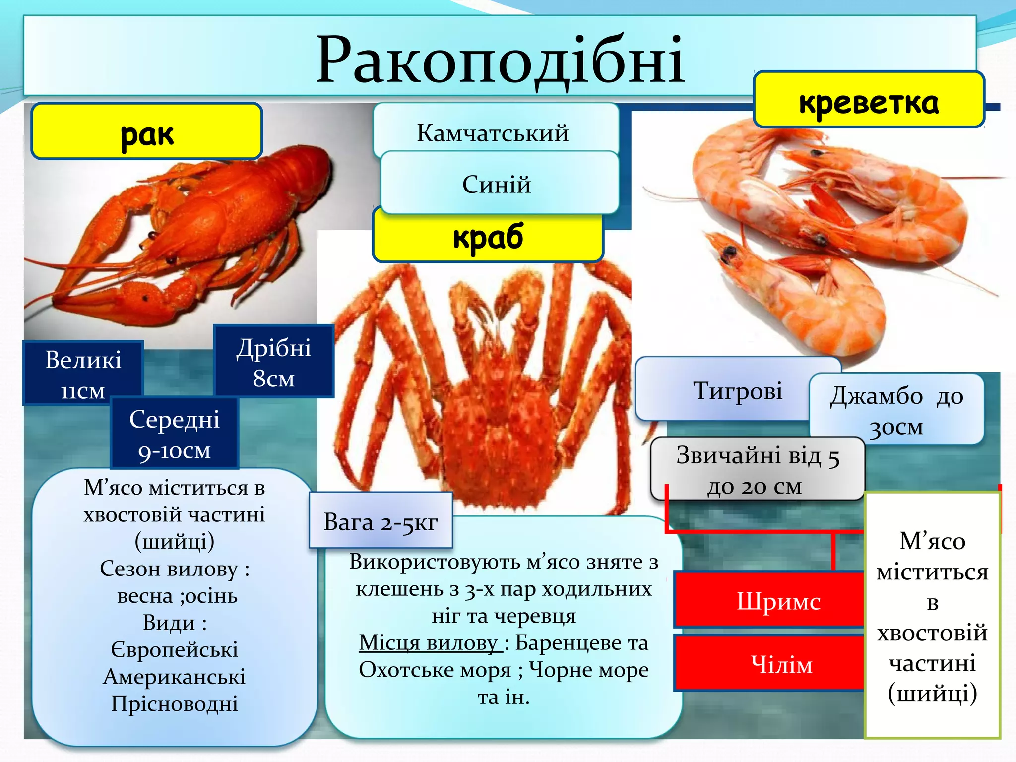 Ракоподібні
рак

креветка

Камчатський
Синій

краб

Великі
11см

Дрібні
8см

Тигрові

Джамбо до
30см
Звичайні від 5
до 20 см

Середні
9-10см

М’ясо міститься в
хвостовій частині
(шийці)
Сезон вилову :
весна ;осінь
Види :
Європейські
Американські
Прісноводні

Вага 2-5кг
Використовують м’ясо зняте з
клешень з 3-х пар ходильних
ніг та черевця
Місця вилову : Баренцеве та
Охотське моря ; Чорне море
та ін.

Шримс
Чілім

М’ясо
міститься
в
хвостовій
частині
(шийці)

 