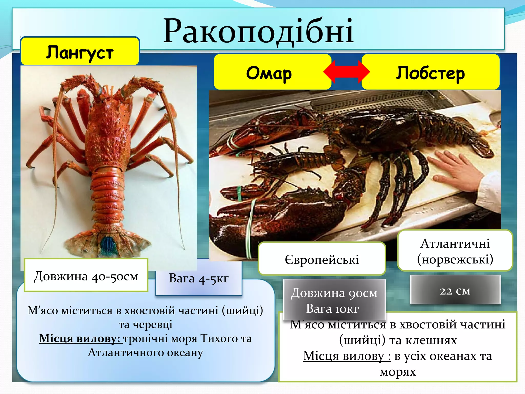 Лангуст

Ракоподібні
Омар

Лобстер

Тигрові
Звичайні від 5
Атлантичні
до 20 см
(норвежські)
Європейські
Довжина 40-50см

Вага 4-5кг

М’ясо міститься в хвостовій частині (шийці)
та черевці
Місця вилову: тропічні моря Тихого та
Атлантичного океану

22 см
Довжина 90см
Вага 10кг
М’ясо міститься в хвостовій частині
(шийці) та клешнях
Місця вилову : в усіх океанах та
морях

 