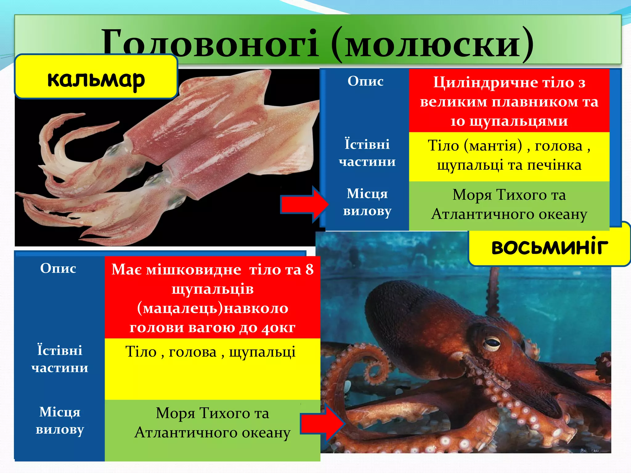 Головоногі (молюски)

кальмар

Їстівні
частини

Тіло , голова , щупальці

Місця
вилову

Моря Тихого та
Атлантичного океану

Тіло (мантія) , голова ,
щупальці та печінка

Місця
вилову

Має мішковидне тіло та 8
щупальців
(мацалець)навколо
голови вагою до 40кг

Циліндричне тіло з
великим плавником та
10 щупальцями

Їстівні
частини

Опис

Опис

Моря Тихого та
Атлантичного океану

восьминіг

 