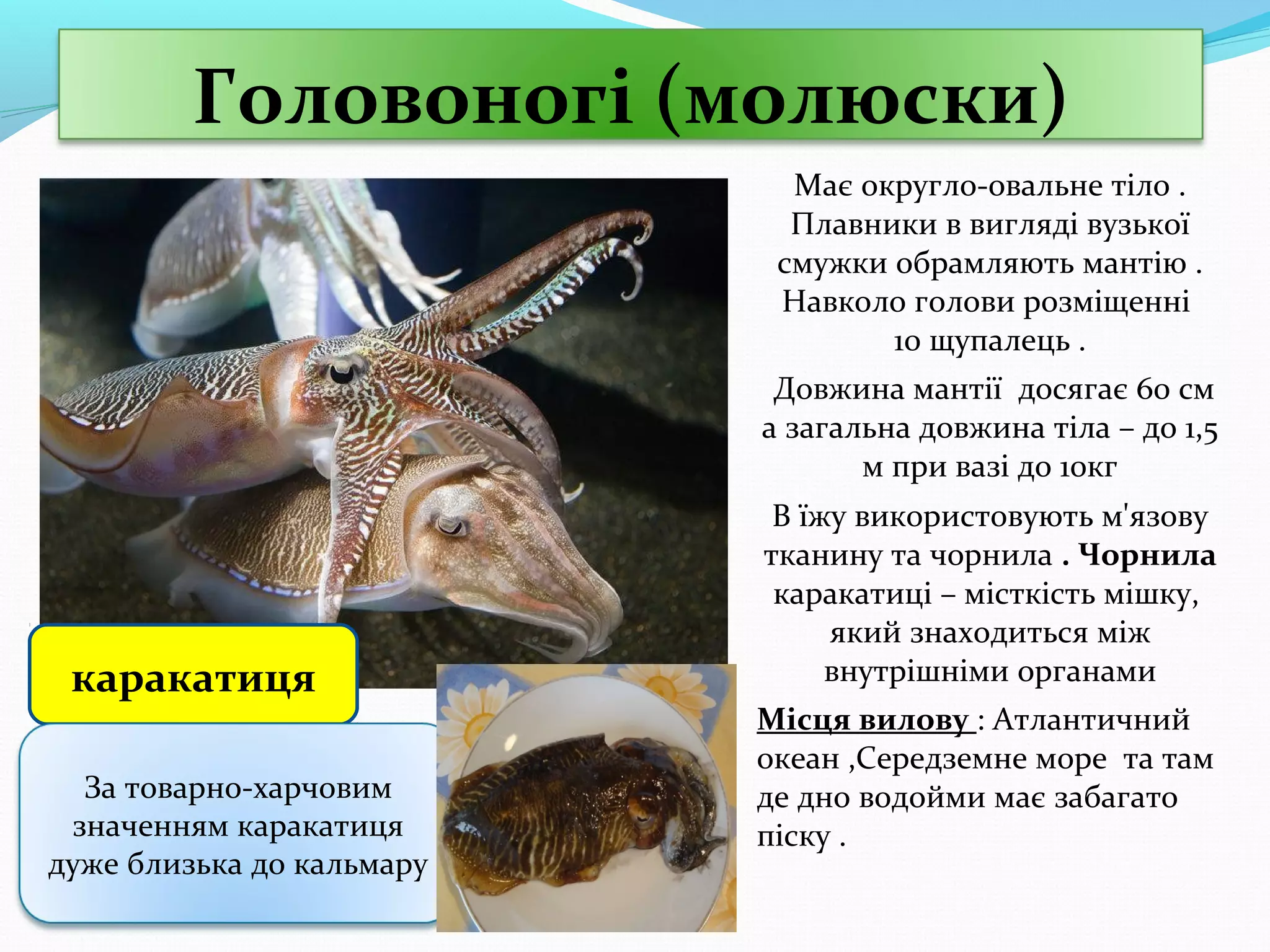 Головоногі (молюски)
Має округло-овальне тіло .
Плавники в вигляді вузької
смужки обрамляють мантію .
Навколо голови розміщенні
10 щупалець .
Довжина мантії досягає 60 см
а загальна довжина тіла – до 1,5
м при вазі до 10кг

каракатиця
За товарно-харчовим
значенням каракатиця
дуже близька до кальмару

В їжу використовують м'язову
тканину та чорнила . Чорнила
каракатиці – місткість мішку,
який знаходиться між
внутрішніми органами
Місця вилову : Атлантичний
океан ,Середземне море та там
де дно водойми має забагато
піску .

 