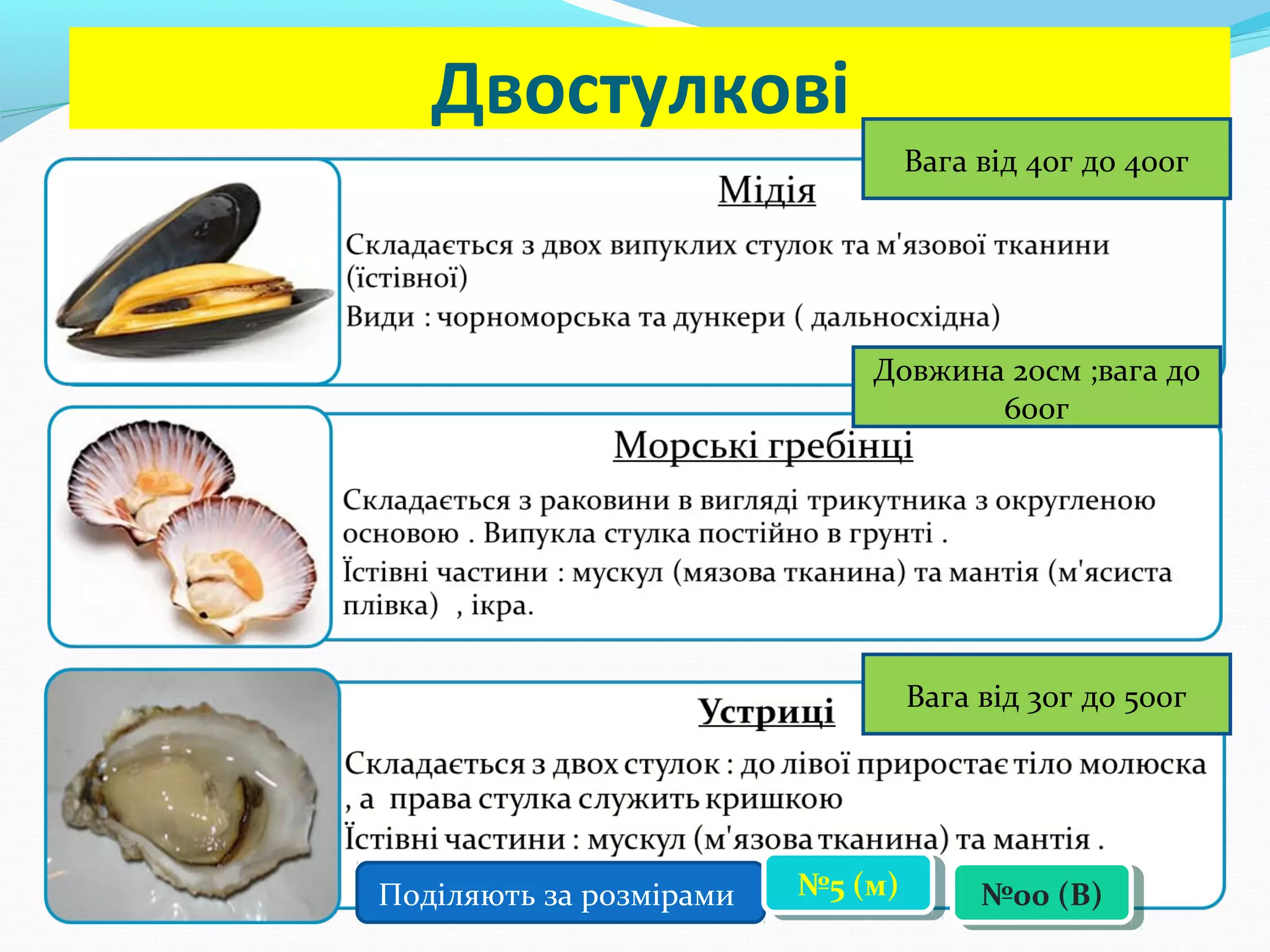 Двостулкові
Вага від 40г до 400г

Довжина 20см ;вага до
600г

Вага від 30г до 500г

Поділяють за розмірами

№5 (м)
№5 (м)

№00 (В)
№00 (В)

 