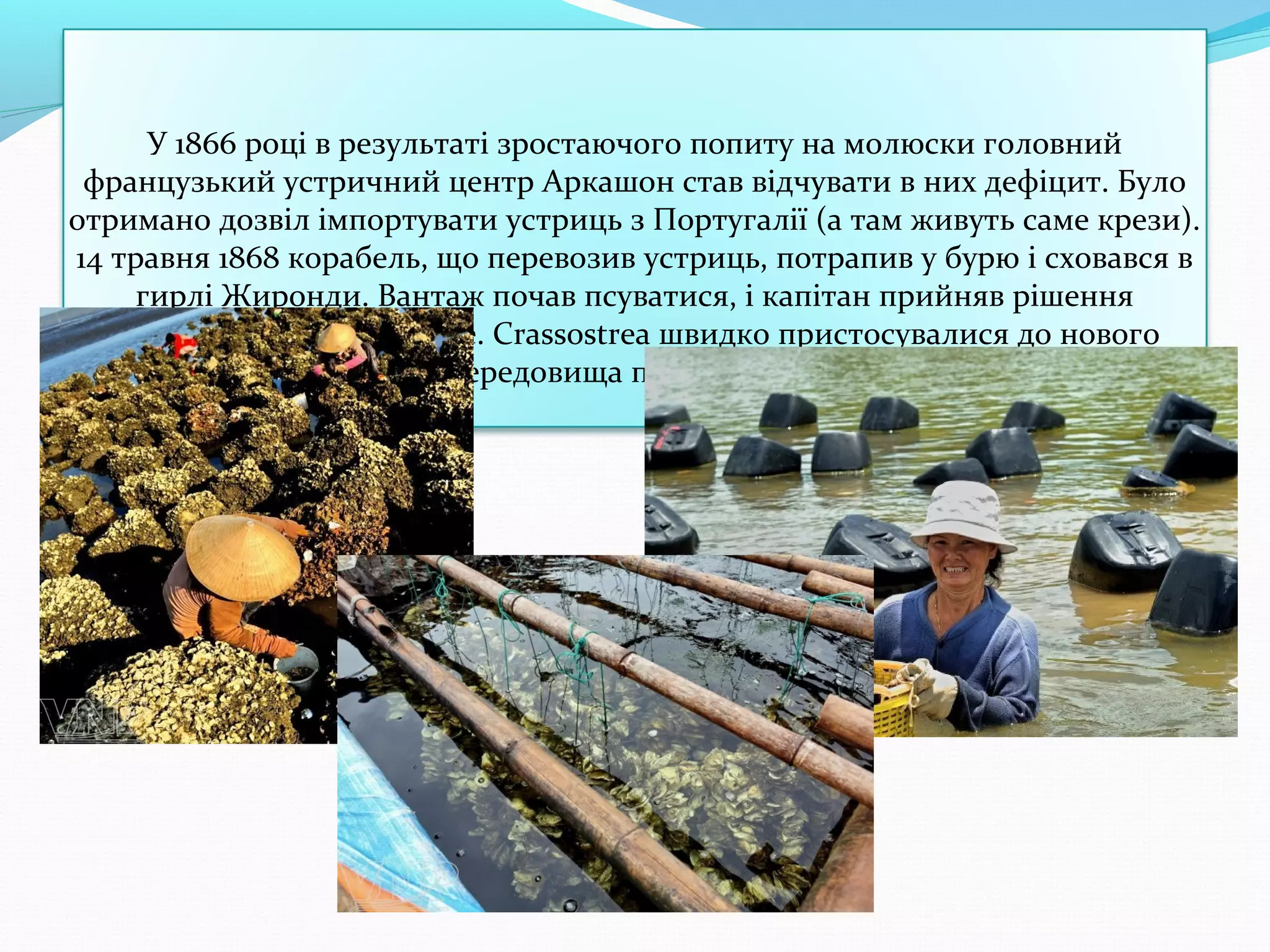 У 1866 році в результаті зростаючого попиту на молюски головний
французький устричний центр Аркашон став відчувати в них дефіцит. Було
отримано дозвіл імпортувати устриць з Португалії (а там живуть саме крези).
14 травня 1868 корабель, що перевозив устриць, потрапив у бурю і сховався в
гирлі Жиронди. Вантаж почав псуватися, і капітан прийняв рішення
викинути устриць в море. Crassostrea швидко пристосувалися до нового
середовища проживання.

 