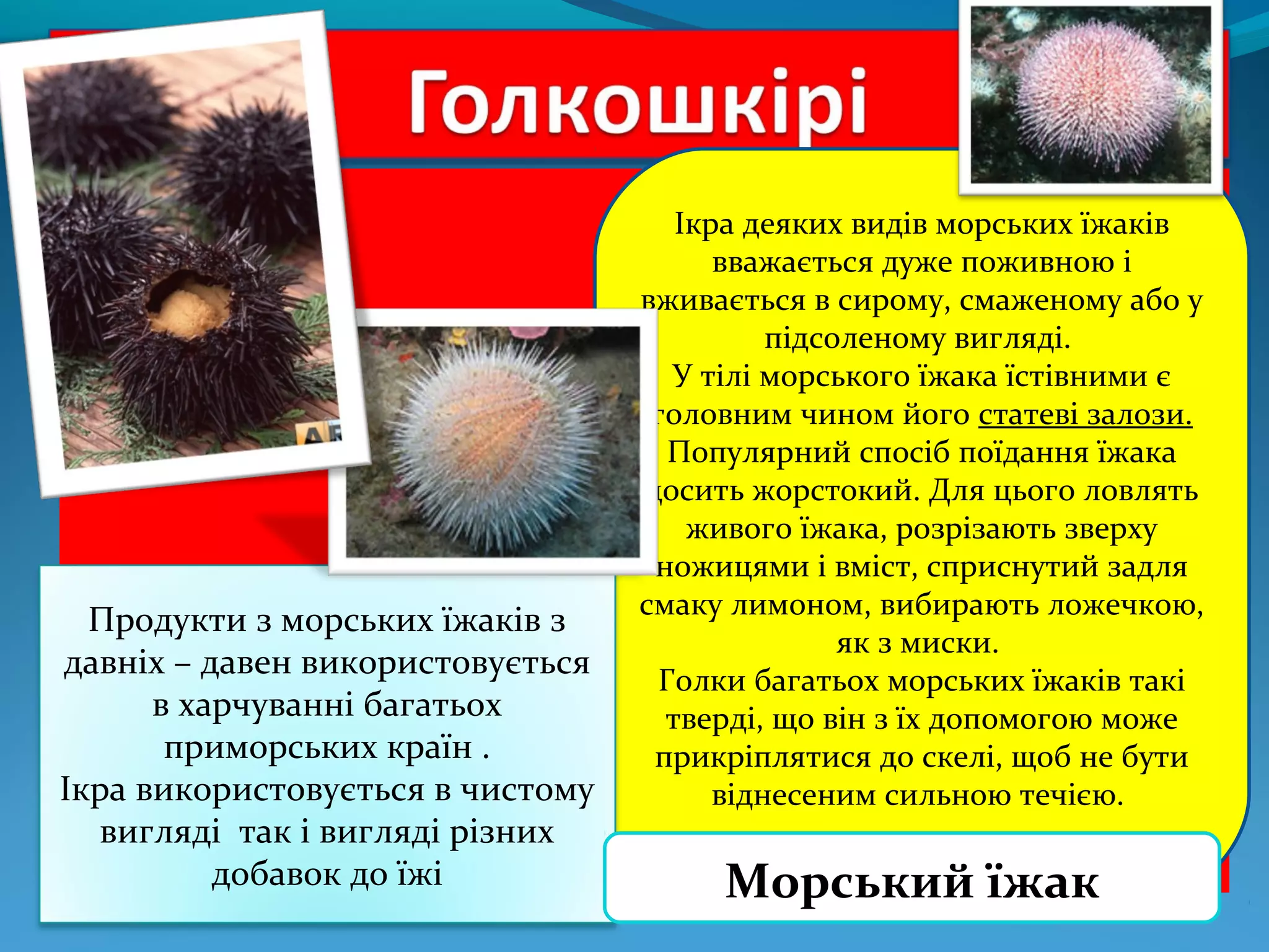 Продукти з морських їжаків з
давніх – давен використовується
в харчуванні багатьох
приморських країн .
Ікра використовується в чистому
вигляді так і вигляді різних
добавок до їжі

Ікра деяких видів морських їжаків
вважається дуже поживною і
вживається в сирому, смаженому або у
підсоленому вигляді.
У тілі морського їжака їстівними є
головним чином його статеві залози.
Популярний спосіб поїдання їжака
досить жорстокий. Для цього ловлять
живого їжака, розрізають зверху
ножицями і вміст, сприснутий задля
смаку лимоном, вибирають ложечкою,
як з миски.
Голки багатьох морських їжаків такі
тверді, що він з їх допомогою може
прикріплятися до скелі, щоб не бути
віднесеним сильною течією.

Морський їжак

 