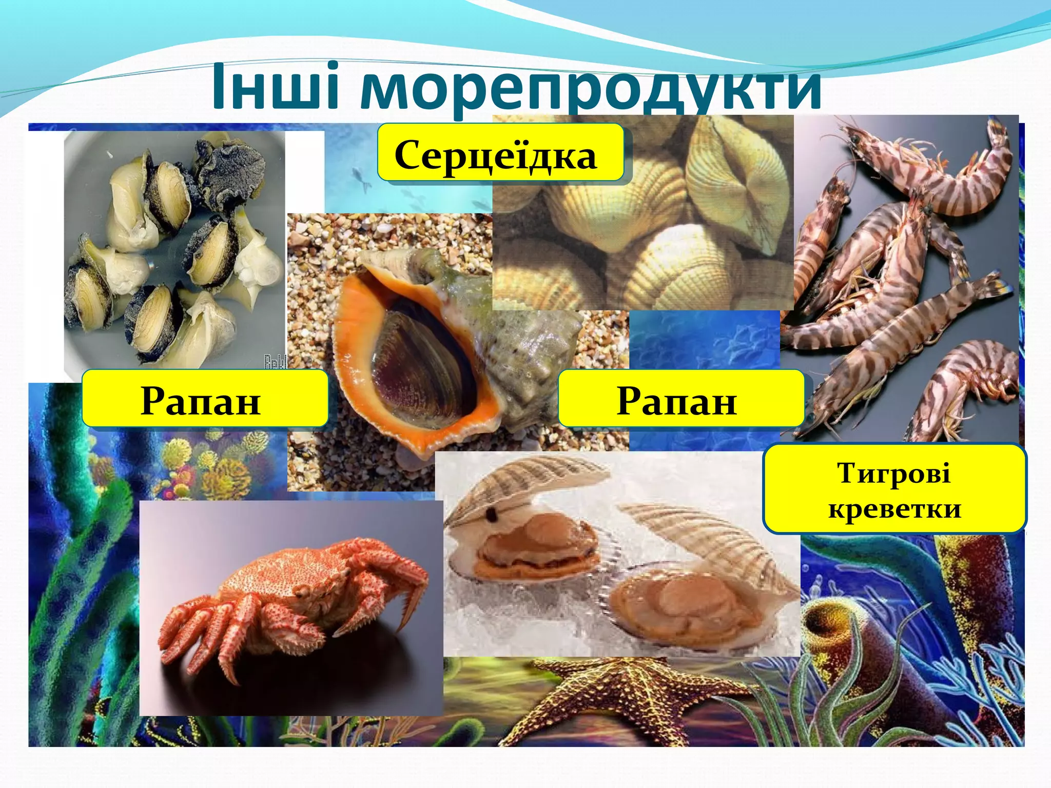 Інші морепродукти
Серцеїдка
Серцеїдка

Рапан
Рапан

Рапан
Рапан
Тигрові
креветки

 