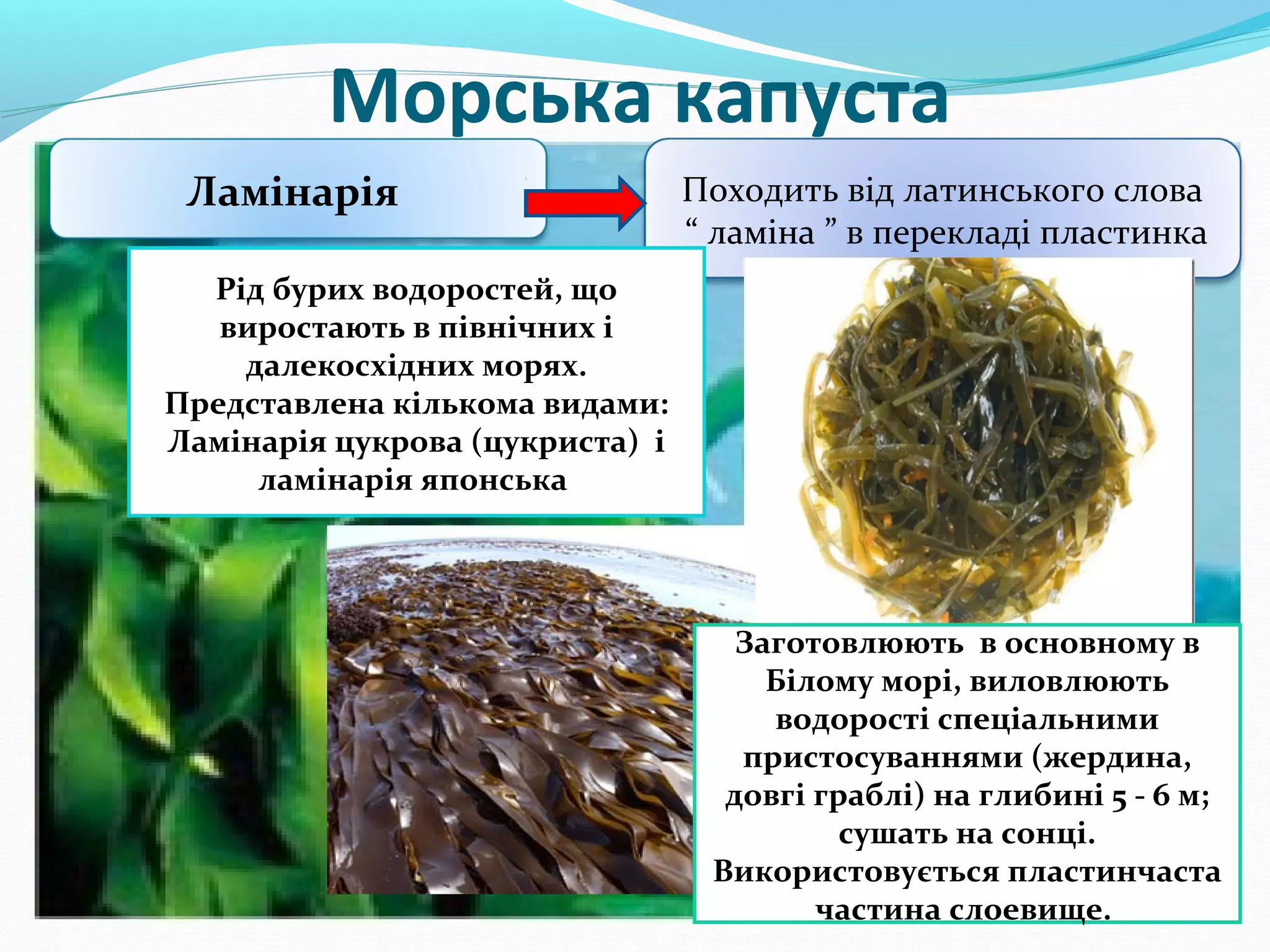 Морська капуста
Ламінарія

Походить від латинського слова
“ ламіна ” в перекладі пластинка

Рід бурих водоростей, що
виростають в північних і
далекосхідних морях.
Представлена кількома видами:
Ламінарія цукрова (цукриста) і
ламінарія японська

Заготовлюють в основному в
Білому морі, виловлюють
водорості спеціальними
пристосуваннями (жердина,
довгі граблі) на глибині 5 - 6 м;
сушать на сонці.
Використовується пластинчаста
частина слоевище.

 