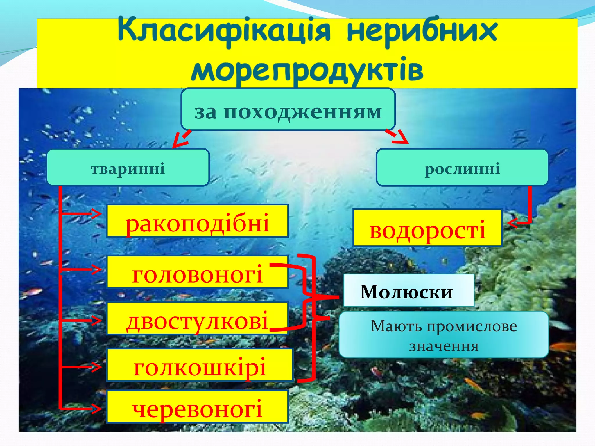за походженням
тваринні

ракоподібні
головоногі
двостулкові
голкошкірі
черевоногі

рослинні

водорості
Молюски
Мають промислове
значення

 