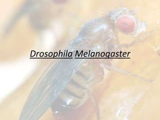 Drosophila Melanogaster

 