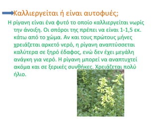 Καλλιεργείται ή είναι αυτοφυές;
Η ρίγανη είναι ένα φυτό το οποίο καλλιεργείται νωρίς
την άνοιξη. Οι σπόροι της πρέπει να είναι 1-1,5 εκ.
κάτω από το χώμα. Αν και τους πρώτους μήνες
χρειάζεται αρκετό νερό, η ρίγανη αναπτύσσεται
καλύτερα σε ξηρό έδαφος, ενώ δεν έχει μεγάλη
ανάγκη για νερό. Η ρίγανη μπορεί να αναπτυχτεί
ακόμα και σε ξερικές συνθήκες. Χρειάζεται πολύ
ήλιο.
 