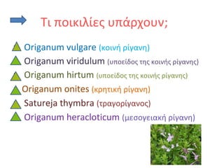 Τι ποικιλίες υπάρχουν;
• Origanum vulgare (κοινή ρίγανη)
• Origanum viridulum (υποείδος της κοινής ρίγανης)
• Origanum hirtum (υποείδος της κοινής ρίγανης)
• Origanum onites (κρητική ρίγανη)
• Satureja thymbra (τραγορίγανος)
• Origanum heracloticum (μεσογειακή ρίγανη)
 
