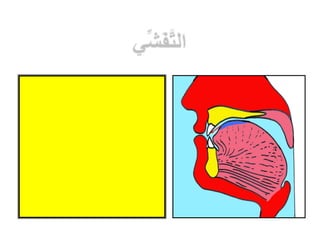 التجويد المصور للشيخ أيمن السويد