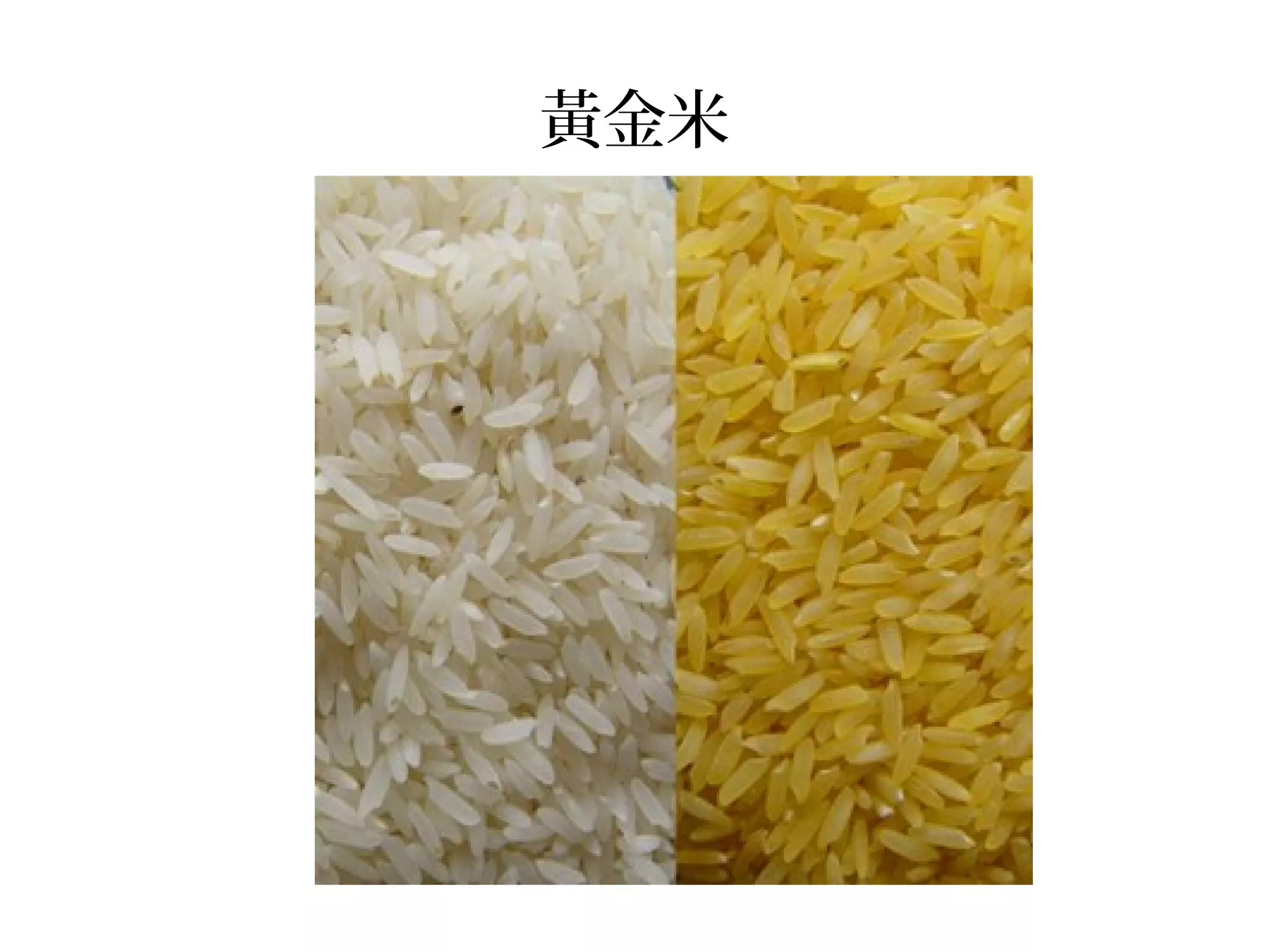 黃金米
 