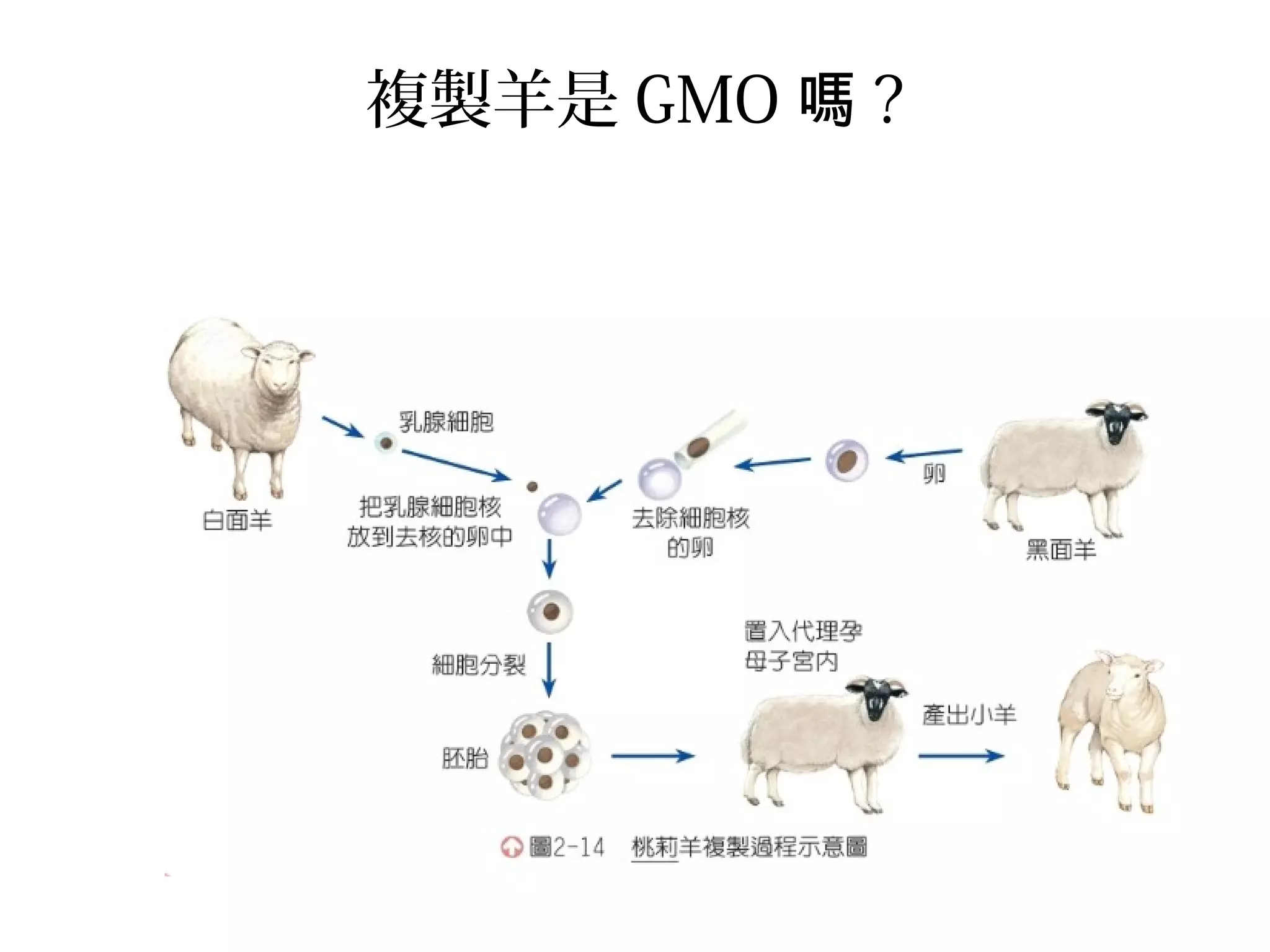 複製羊是 GMO 嗎 ?
 