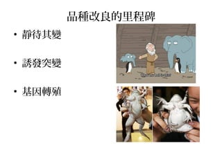 品種改良的里程碑
• 靜待其變
• 誘發突變
• 基因轉殖
 