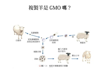 複製羊是 GMO 嗎 ?
 