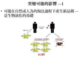 突變可能的影響 ---1
• 可能在自然或人為的淘汰過程下產生新品種 ---
是生物演化的基礎
 