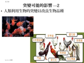 • 人類利用生物的突變以改良生物品種
96.22-4 突變
吳月鈴
突變可能的影響 ---2
 