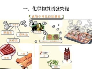 一、化學物質誘發突變
 