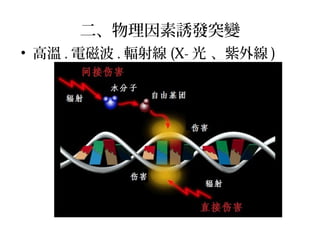 二、物理因素誘發突變
• 高溫 . 電磁波 . 輻射線 (X- 光 、紫外線 )
 