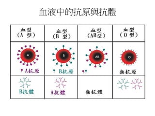 血液中的抗原與抗體
 