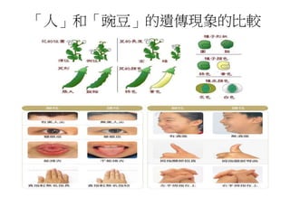 「人」和「豌豆」的遺傳現象的比較
 