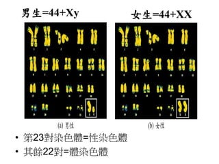 • 第23對染色體=性染色體
• 其餘22對=體染色體
女生=44+XX男生=44+Xy
 