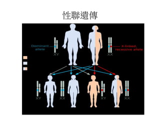 性聯遺傳
 