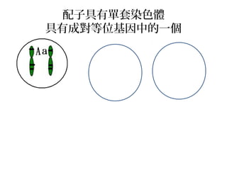 配子具有單套染色體
具有成對等位基因中的一個
 