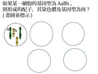 如果某一細胞的基因型為 AaBb ，
則形成的配子，其染色體及基因型為何 ?
( 畫圖並標示 )
 