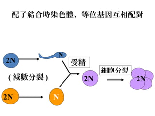2N
2N
2N( 減數分裂 ) 2N
細胞分裂
N
N
受精
配子結合時染色體、等位基因互相配對
 