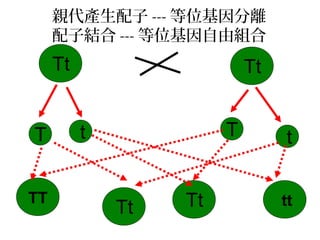 親代產生配子 --- 等位基因分離
配子結合 --- 等位基因自由組合
Tt Tt
T t T t
Tt Tt ttTT
 