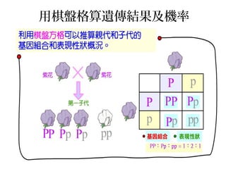 用棋盤格算遺傳結果及機率
 