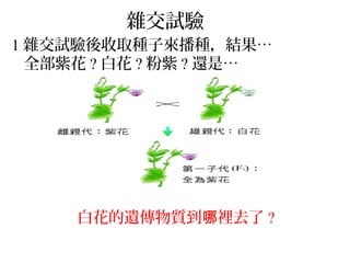 Bell5 22
雜交試驗
1 雜交試驗後收取種子來播種，結果…
全部紫花 ? 白花 ? 粉紫 ? 還是…
白花的遺傳物質到 裡去了哪 ?
 