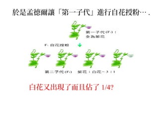 於是孟德爾讓「第一子代」進行自花授粉… .
白花又出現了而且佔了 1/4?
 