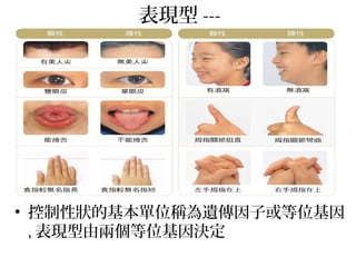 表現型 ---
• 控制性狀的基本單位稱為遺傳因子或等位基因
, 表現型由兩個等位基因決定
 