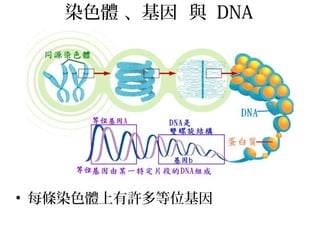 染色體 、基因 與 DNA
• 每條染色體上有許多等位基因
 