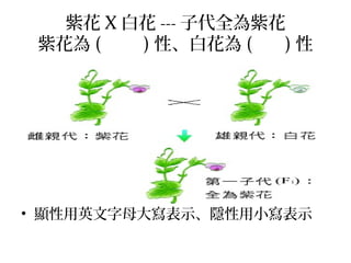 紫花 X 白花 --- 子代全為紫花
紫花為 ( ) 性、白花為 ( ) 性
• 顯性用英文字母大寫表示、隱性用小寫表示
 