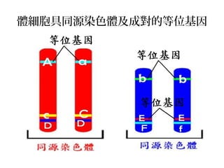 體細胞具同源染色體及成對的等位基因
 