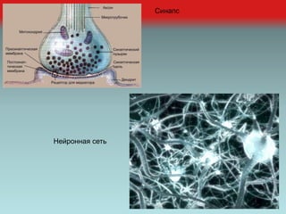 Синапс
Нейронная сеть
 