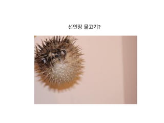 선인장 물고기?	
  
	
  
	
  
 