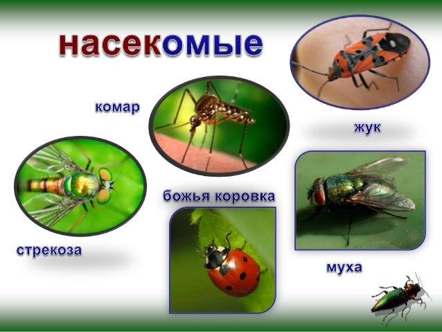 Отряд перепончатокрылые ПЧЕЛЫ - скачать презентацию