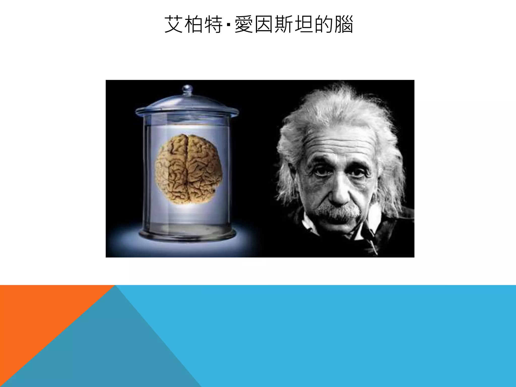 艾柏特‧愛因斯坦的腦
 