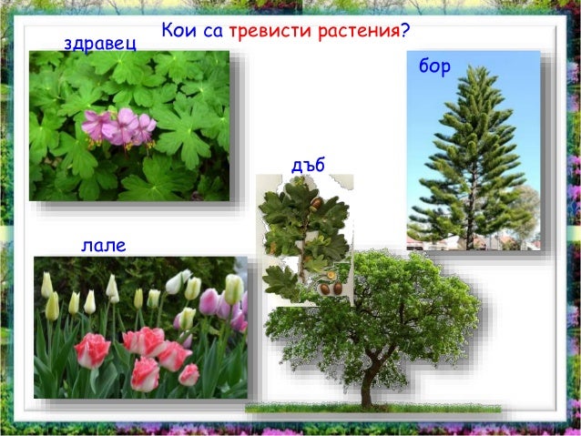 растения групи