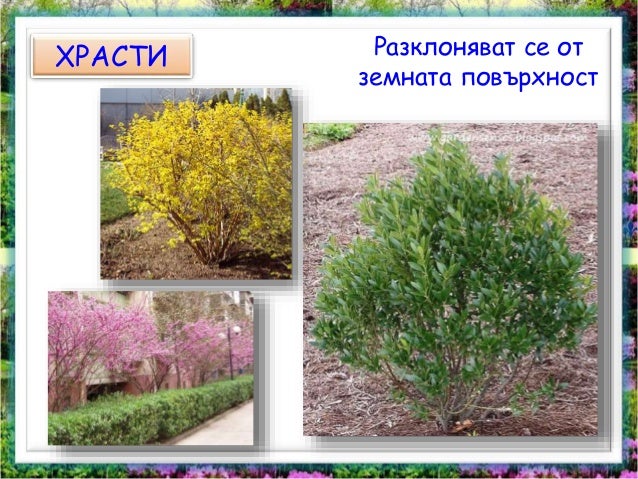 растения групи