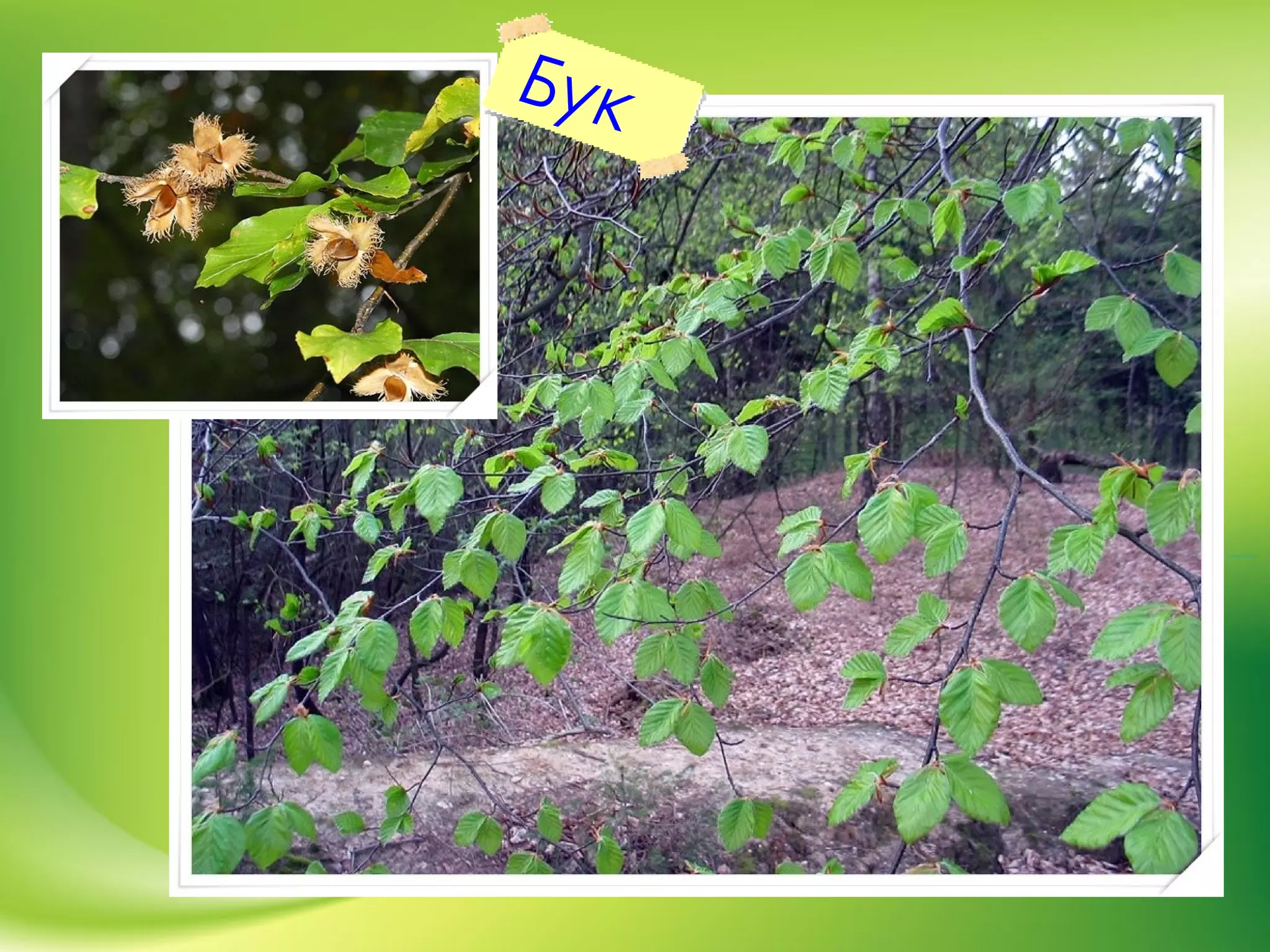 Бук
 