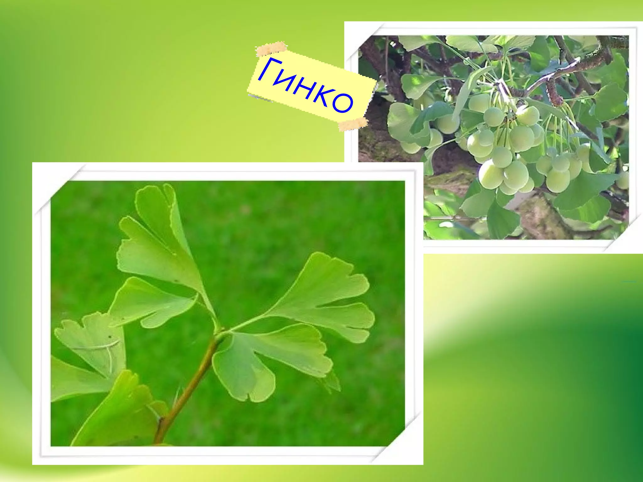 Гинко
 