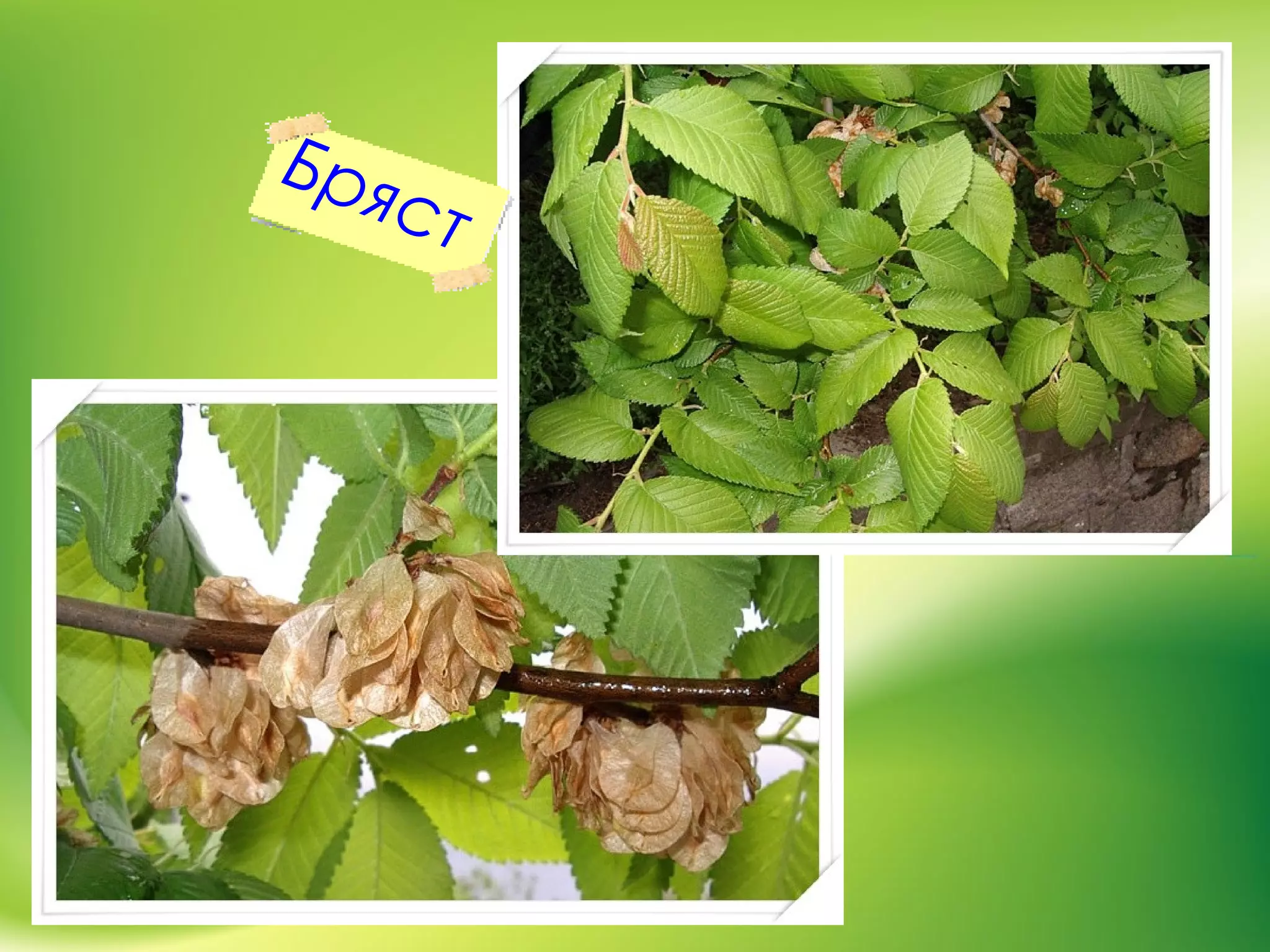 Бряст
 