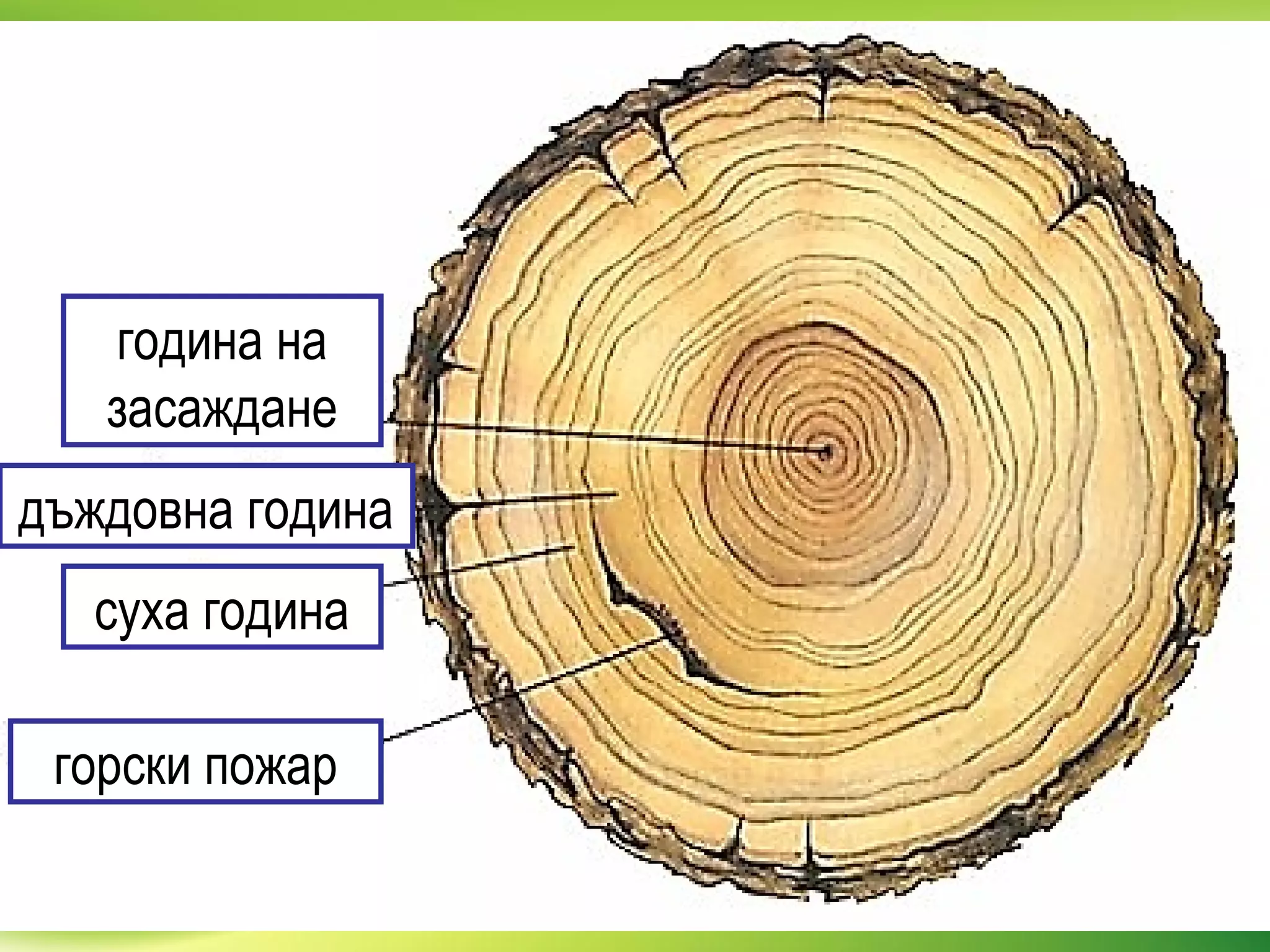 година на
засаждане
дъждовна година
суха година
горски пожар
 