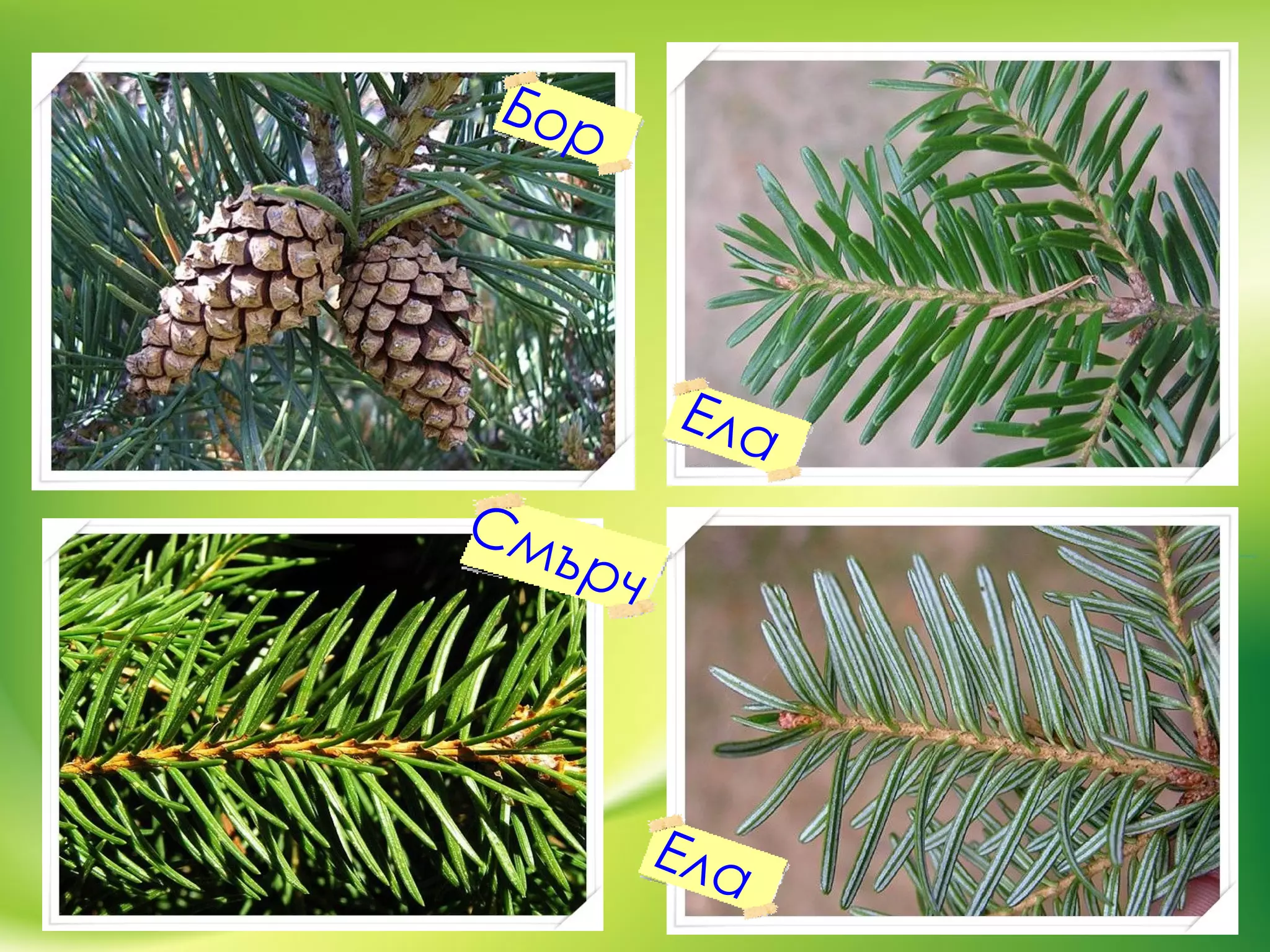 Ела
Ела
Бор
Смърч
 